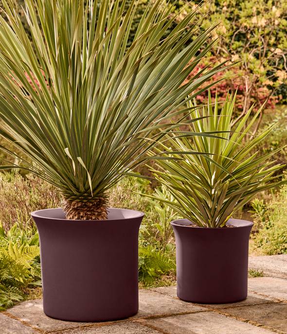 june tulip 47cm vintage prune